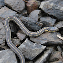Common garter snake