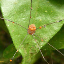 Harvestman or Daddy longlegs