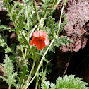 Ortiga