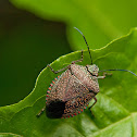 Stink Bug