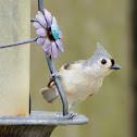Titmouse