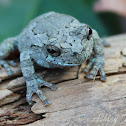 Gray Tree Frog