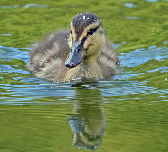 Spotting Image 1