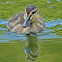 Mallard duckling