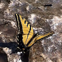 Two-tailed swallowtail