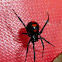 Southern Black Widow