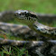 Forsten's Cat Snake
