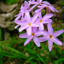 Fynbos