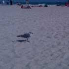 seagull