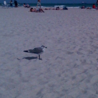 Spotting Image 1