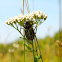 Lined June Beetle