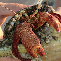 Giant Hermit Crab