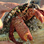 Giant Hermit Crab