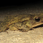 Gulf Coast Toad