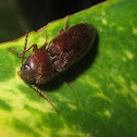 Click Beetle