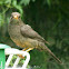 Karoo Thrush