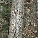 Woodpecker holes