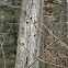 Woodpecker holes