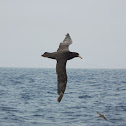 Southern Giant Petrel