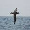 Southern Giant Petrel