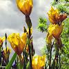 Spring Flowers