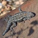 Texas Spiny Lizard