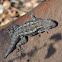 Texas Spiny Lizard
