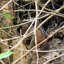 Eastern Chipmunk