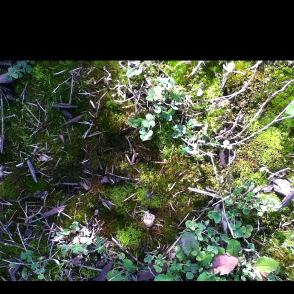 Spotting Image 1