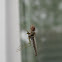 Wall spider, Crane fly