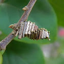 casemoth (case)