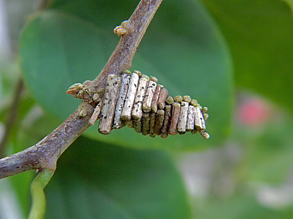 Spotting Image 1