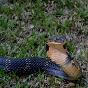 king cobra