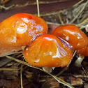 Gooey orange caps