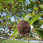 Buttonbush