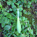 Mantodea