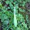 Mantodea