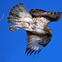 Red-Tailed Hawk
