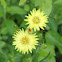 Texas Dandelion