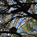 King Parrot