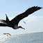 Magnificent Frigatebird