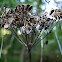 Giant Hogweed (Dried)
