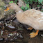 Domestic Mallard