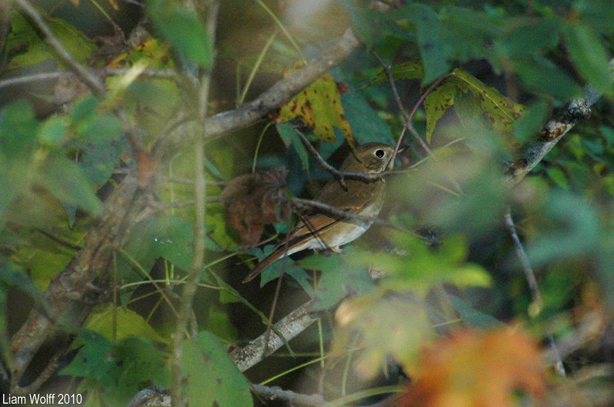 Hermit Thrush