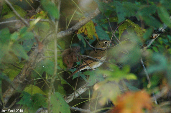 Spotting Image 1