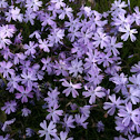 Blue Phlox
