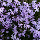 Blue Phlox