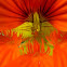 Garden nasturium