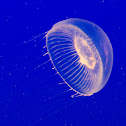 Crystal Jelly