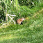 North American Beaver